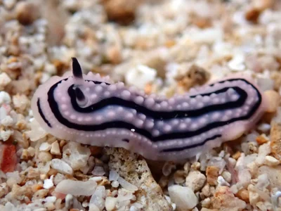 Phyllidiella zeylanica - 62FV+GRW, Andaman and Nicobar Islands 744202, India