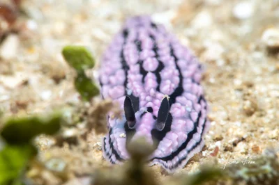 Phyllidiella zeylanica - Nosy-Be, Madagascar