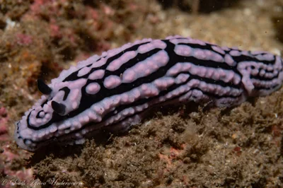 Phyllidiella zeylanica - eThekwini, ZA-NL, ZA