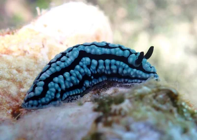 Phyllidiella zeylanica - Kilifi, KE