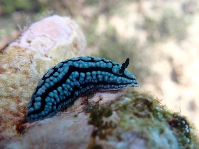 Phyllidiella zeylanica - Kilifi, KE
