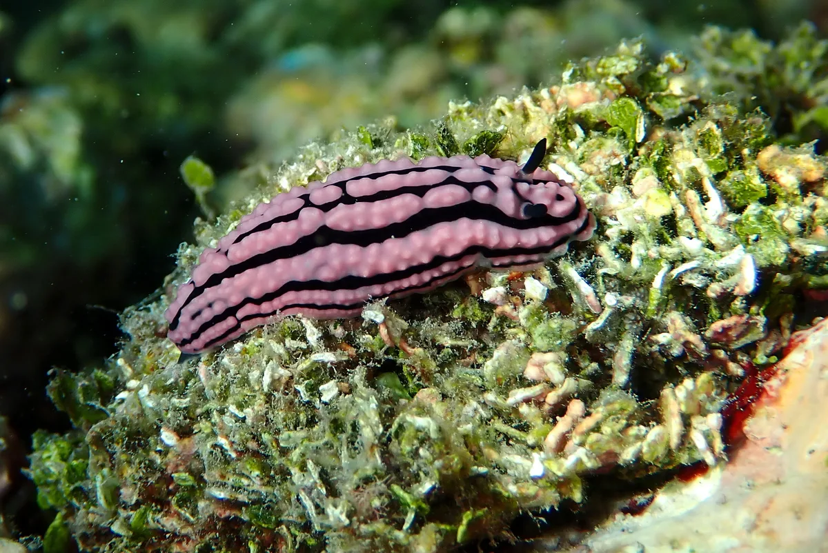 Phyllidiella zeylanica - Desroches Island, Aquarium Beach