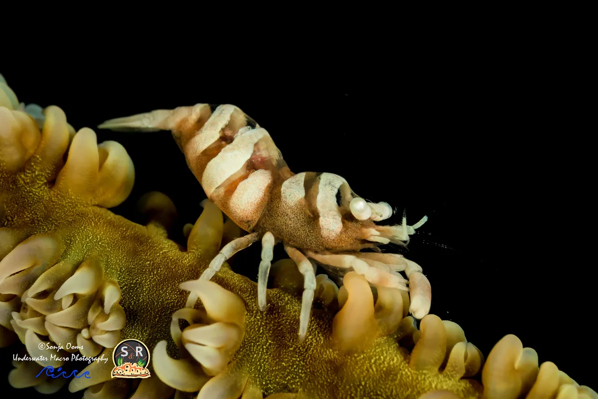 ANKER'S WHIP CORAL SHRIMP