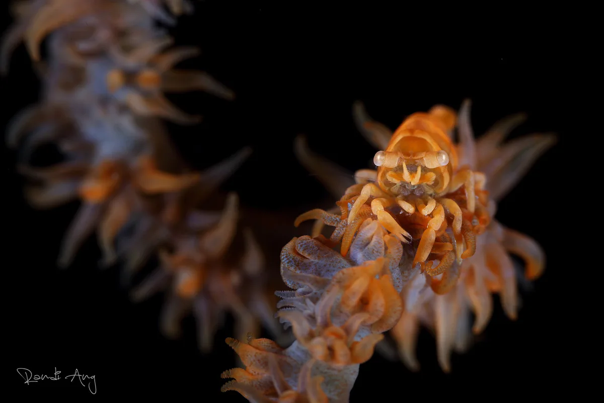 Whip coral shrimp (Pontonides ankeri)