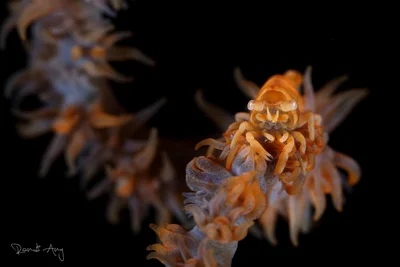 Whip coral shrimp (Pontonides ankeri)