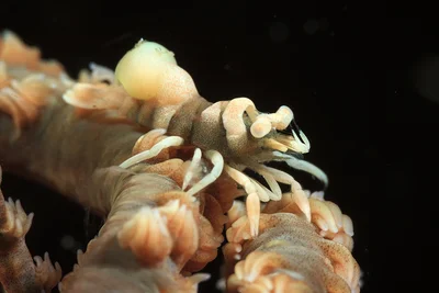 Ankeri whip coral shrimp with parasite