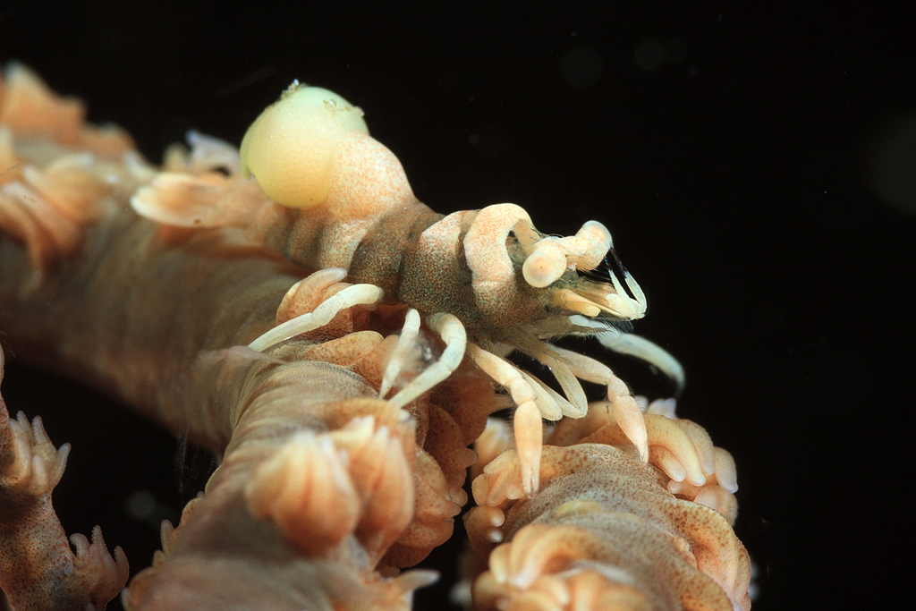 Ankeri whip coral shrimp with parasite