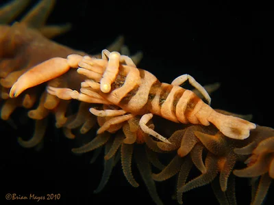 Whip Coral Shrimp (Pontonides ankeri) on Sea Whip (Cirripathes sp.)