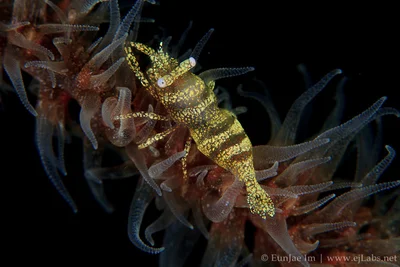 Anker's Whip Coral Shrimp