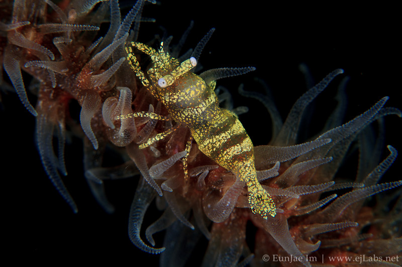 Anker's Whip Coral Shrimp