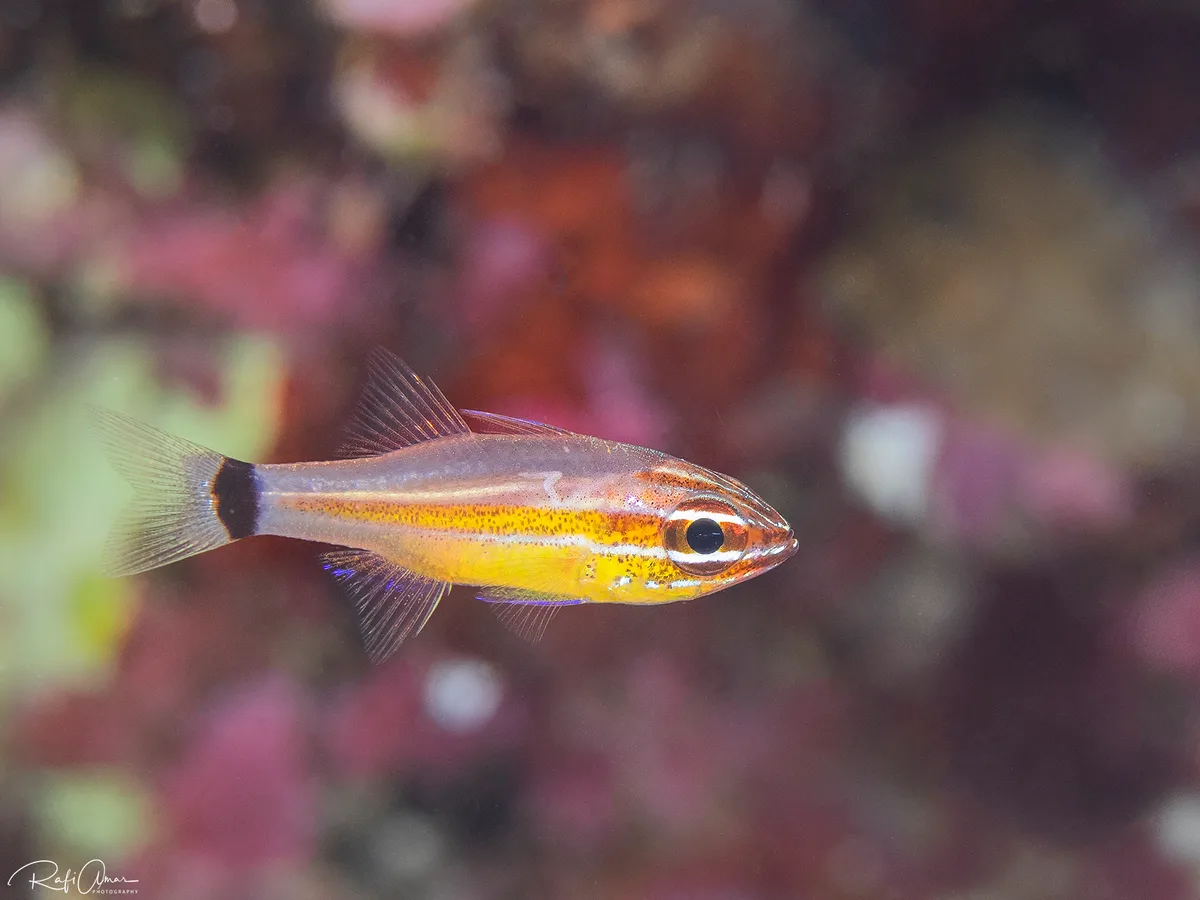Anklet Cardinalfish