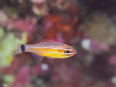 Anklet Cardinalfish