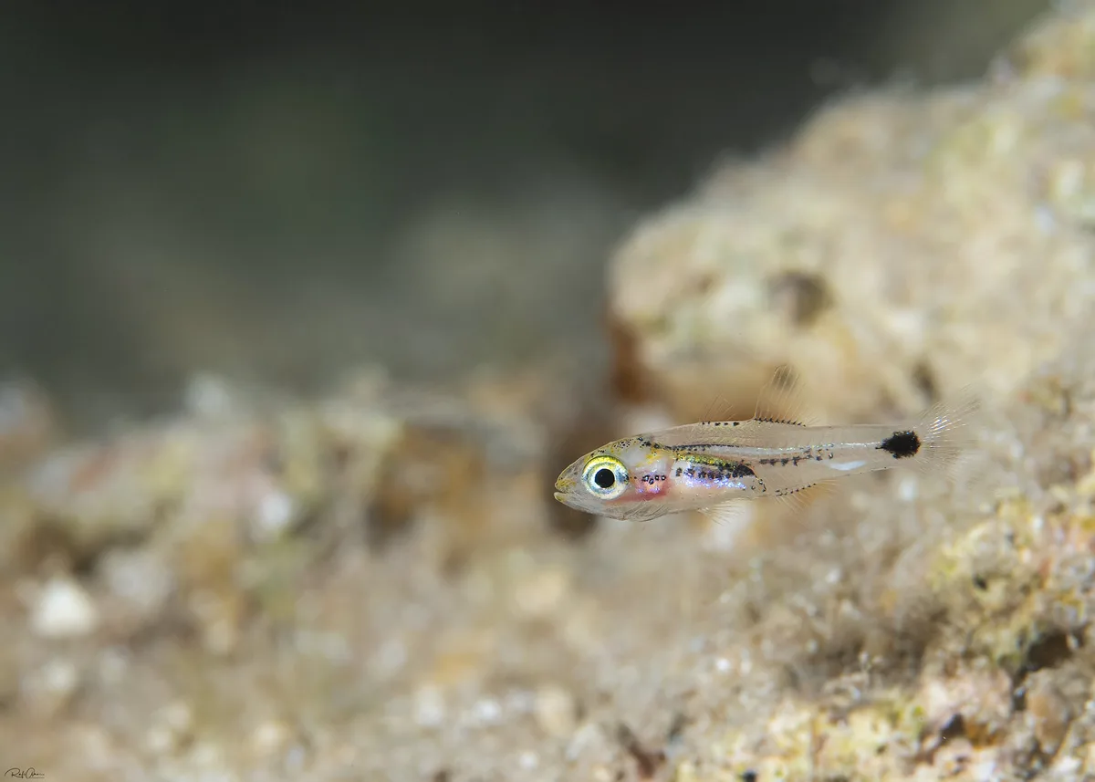 Ostorhinchus pselion - Anklet Cardinalfish