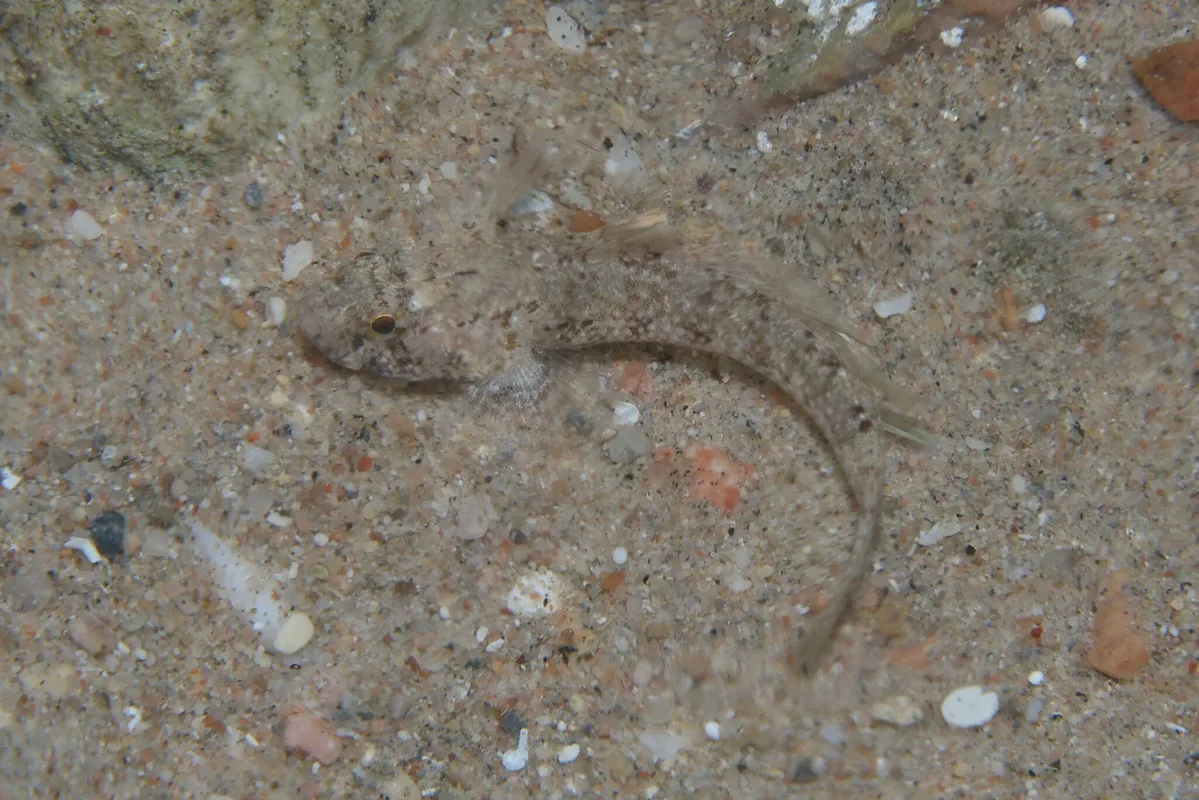 Coryogalops anomolus - Safaja, EG-BA, EG