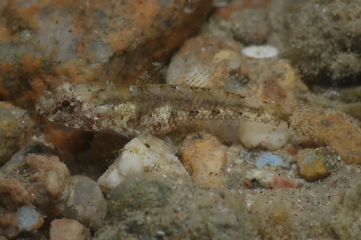 Coryogalops anomolus - Port Safaga, Safaga, Mer Rouge, Égypte