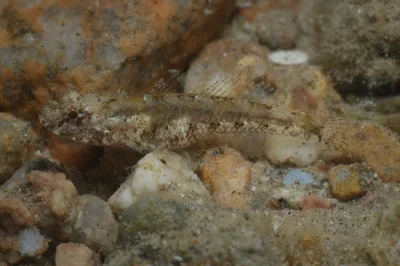 Coryogalops anomolus - Port Safaga, Safaga, Mer Rouge, Égypte