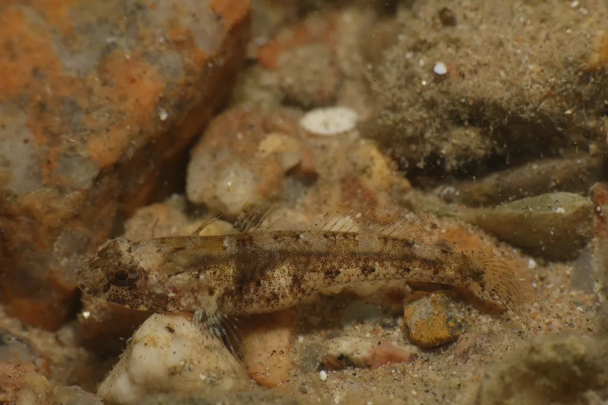 Coryogalops anomolus - Port Safaga, Safaga, Mer Rouge, Égypte