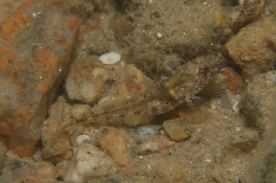 Coryogalops anomolus - Port Safaga, Safaga, Mer Rouge, Égypte