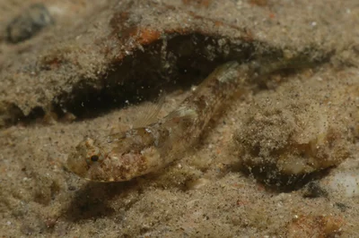 Coryogalops anomolus - Port Safaga, Safaga, Mer Rouge, Égypte