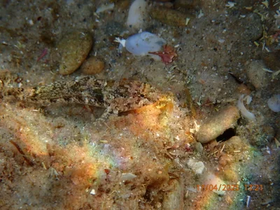 Coryogalops anomolus - Mikhmoret, Israel