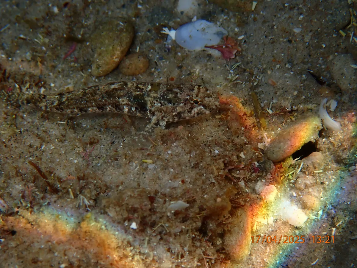 Coryogalops anomolus - Mikhmoret, Israel