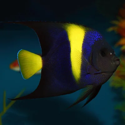 Arabian Angelfish
