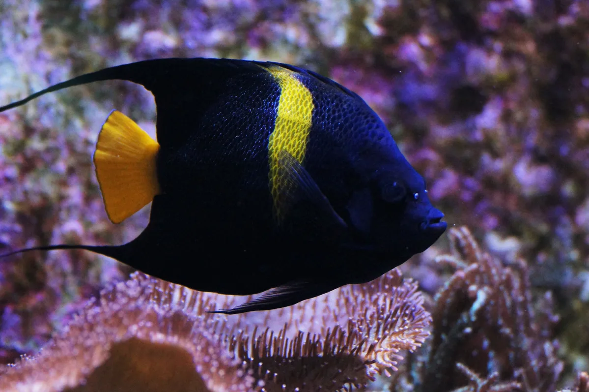 Poisson ange arabe (Pomacanthus asfur)