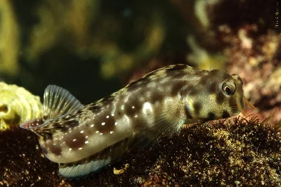 Arabian Blenny - male