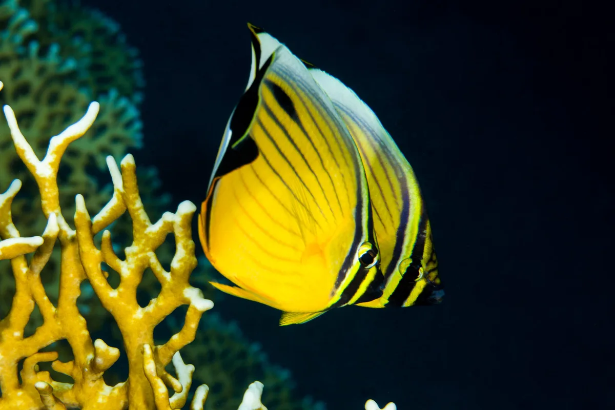Arabischer Falterfisch