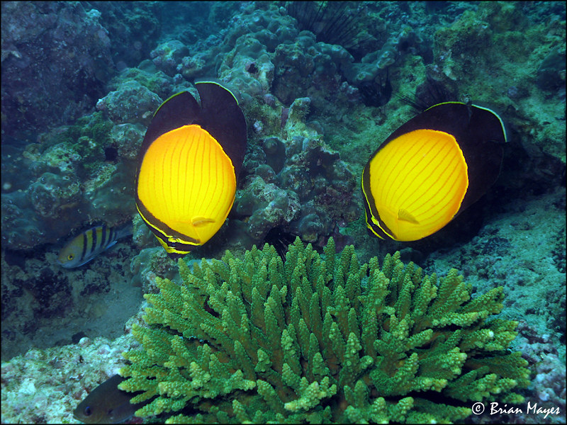 Arabian Butterflyfish (Chaetodon melapterus)