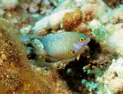 Arabian Chromis