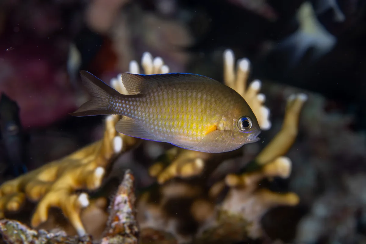 Chromis flavaxilla