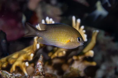 Chromis flavaxilla