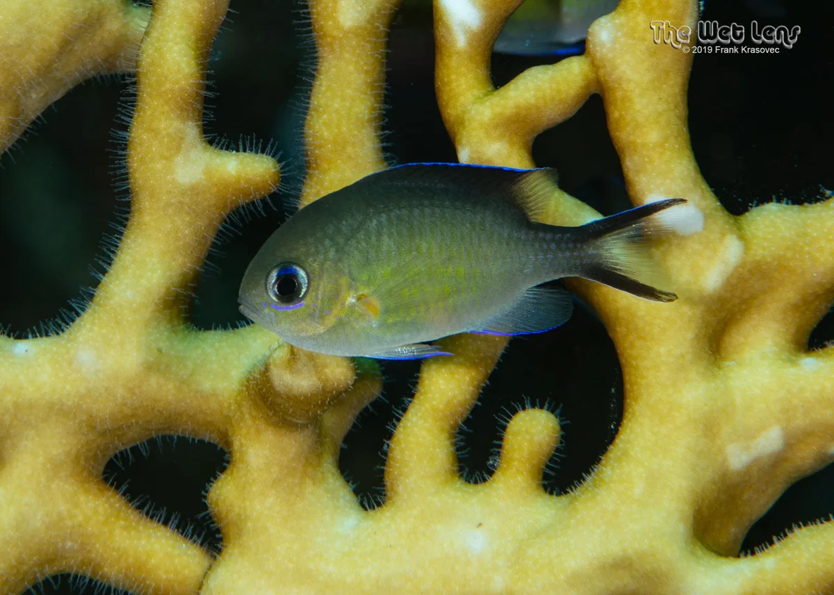 Chromis flavaxilla - Wadi El-Gemal - Hamata