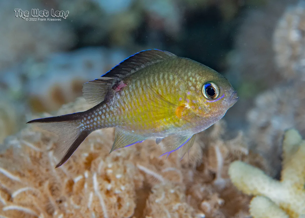 Chromis flavaxilla - Ras Mohammed National Park, Sharm el-Sheikh, Janub Sina', Egypt