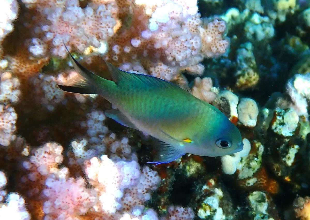 Chromis flavaxilla - Fort Arabesque