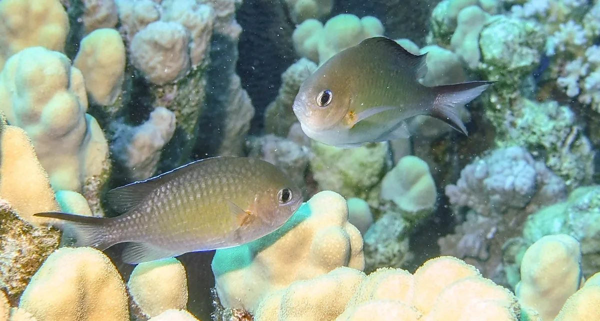Chromis flavaxilla - Gezira Siyul Lagoon, Egypt