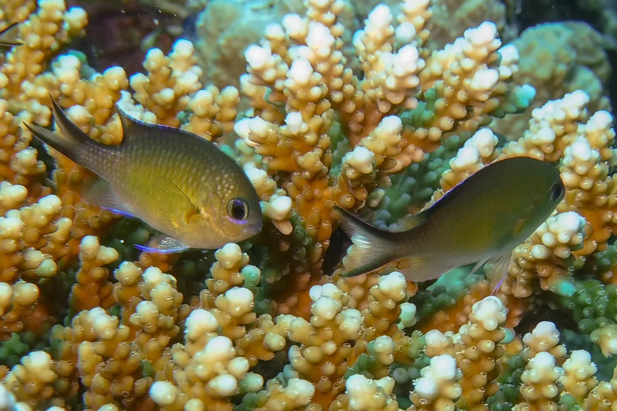 Chromis flavaxilla - Tobia Arbaa, Egypt
