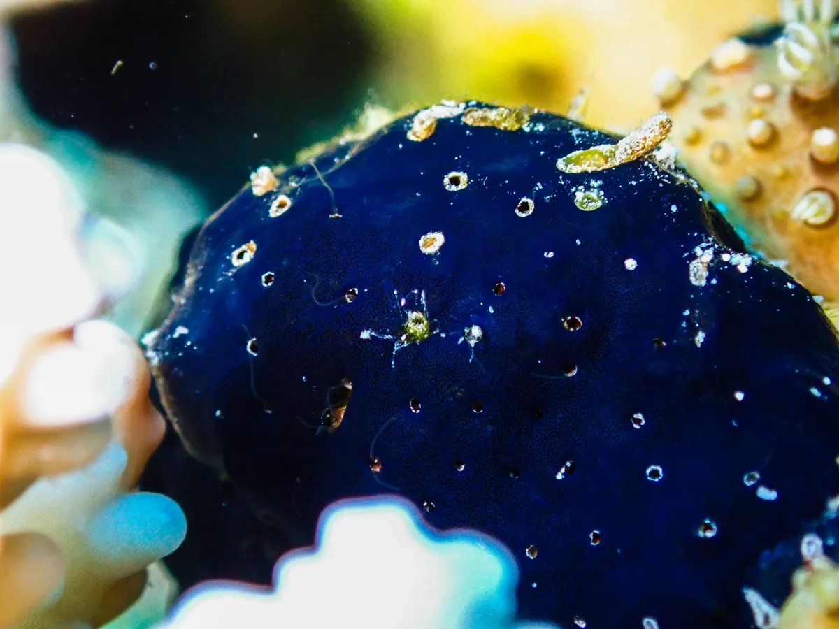 Arabian Crust-sponge