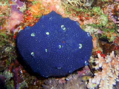 Hemimycale arabica - Safaja, EG-BA, EG