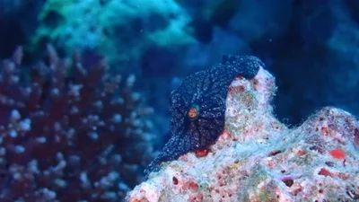 Hemimycale arabica - El Qoseir, Red Sea Governorate, Egypte