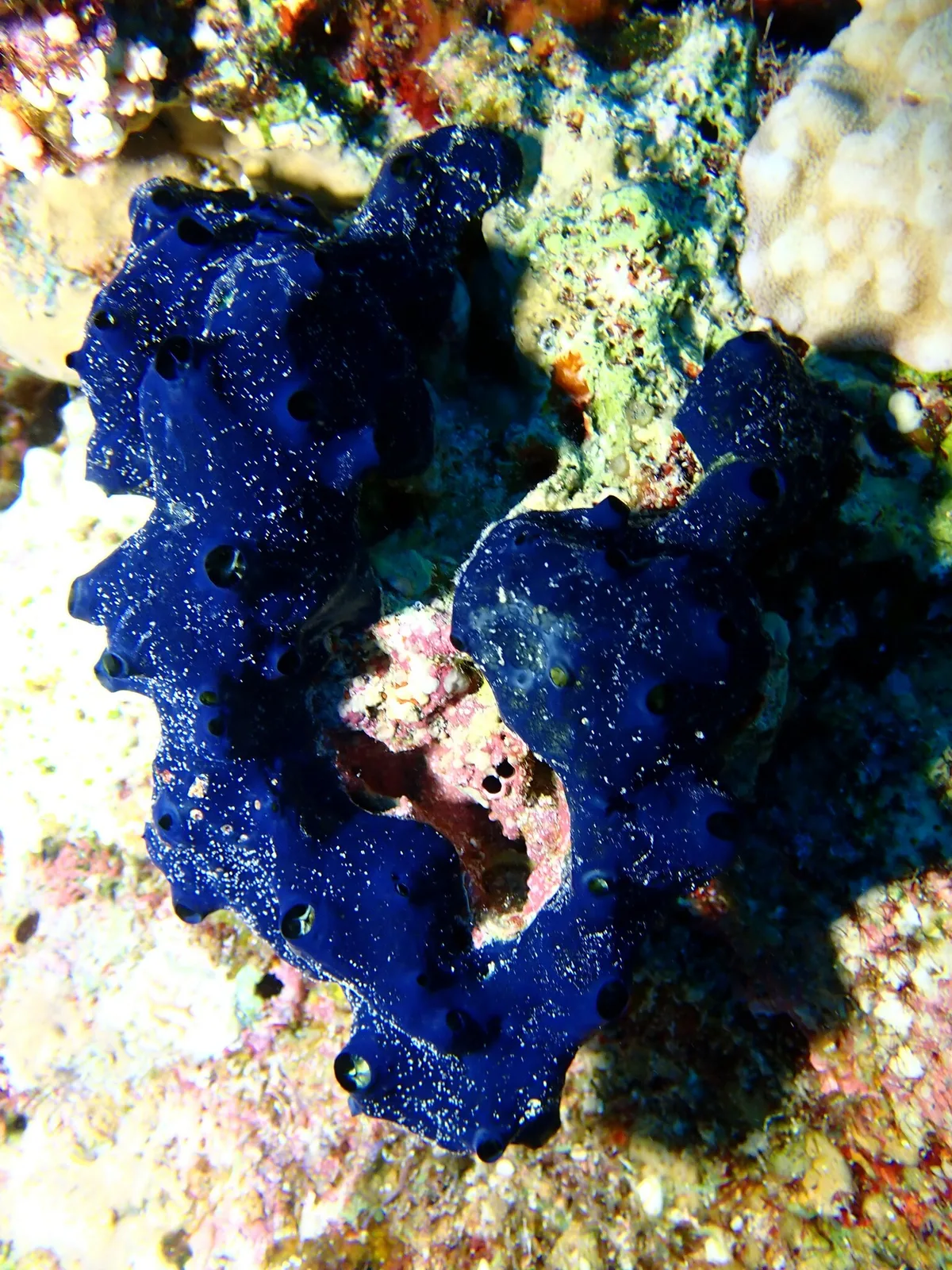 Hemimycale arabica - Saint Catherine, South Sinai Governorate, Egypt