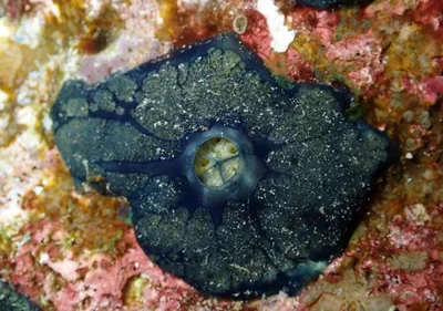 Hemimycale arabica - Sataya, Égypte
