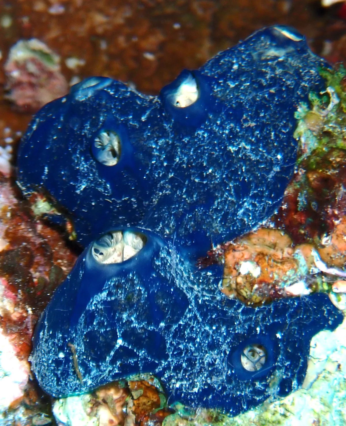 Hemimycale arabica - Dibab, Red Sea, EG