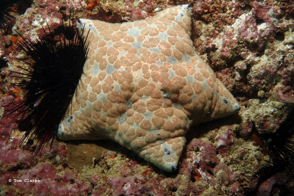 Arabian cushion star