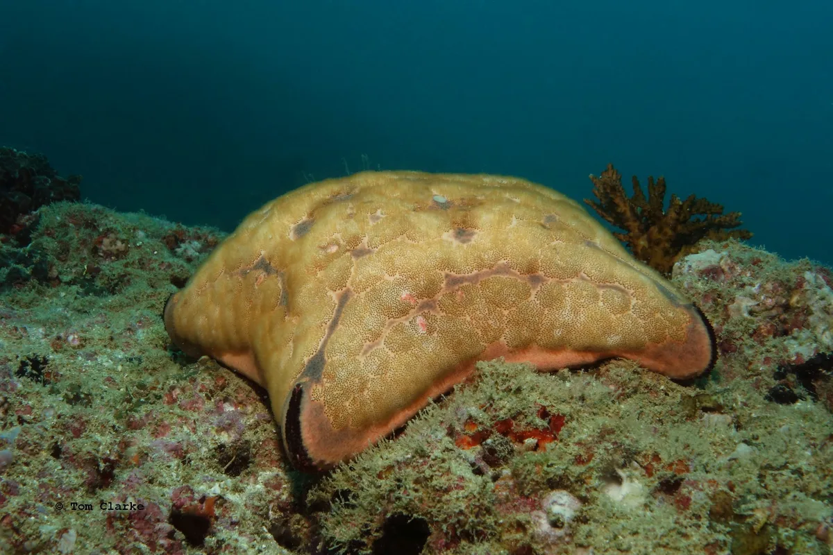 Arabian cushion star