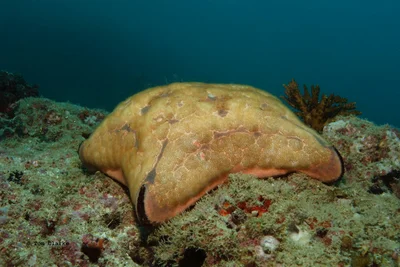 Arabian cushion star