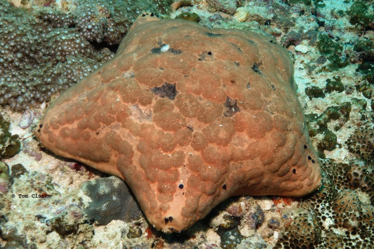 Arabian cushion star