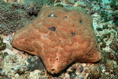 Arabian cushion star