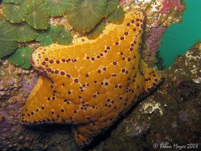 Arabian Cushion Star (Culcita coriacea)